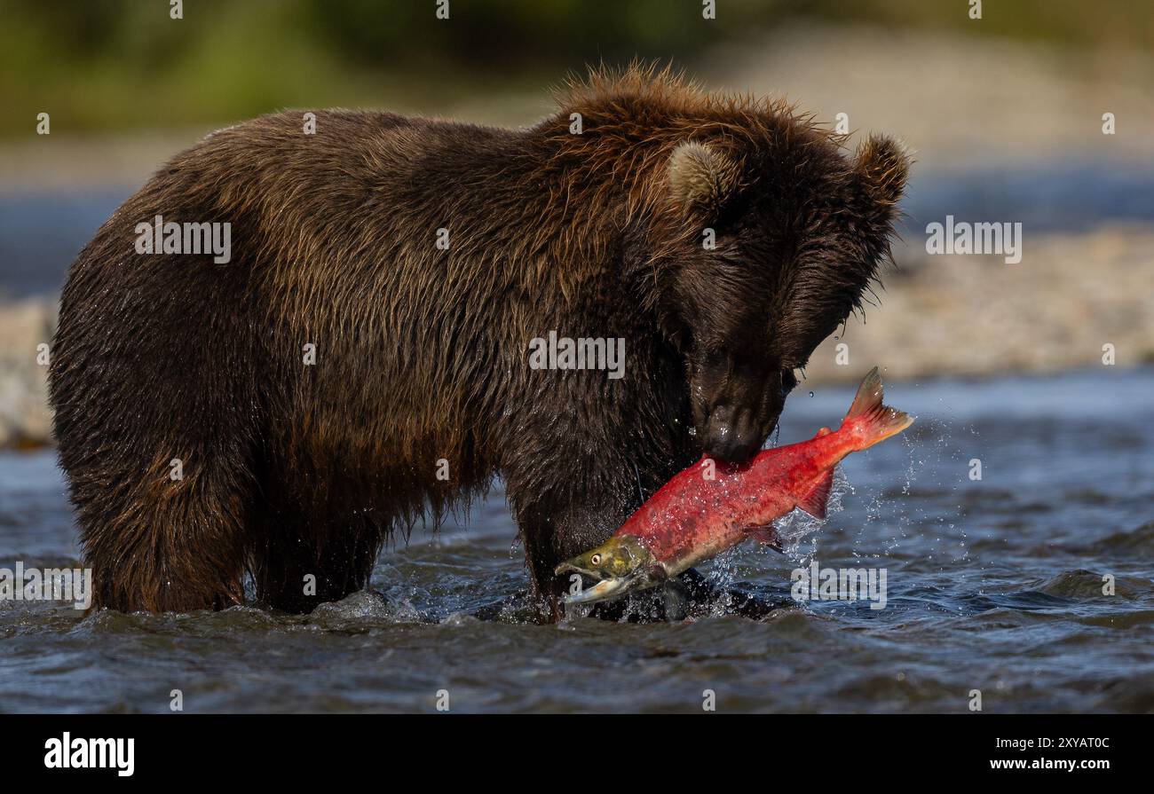 Orso bruno che pesca il salmone a Katmai, Alaska Foto Stock