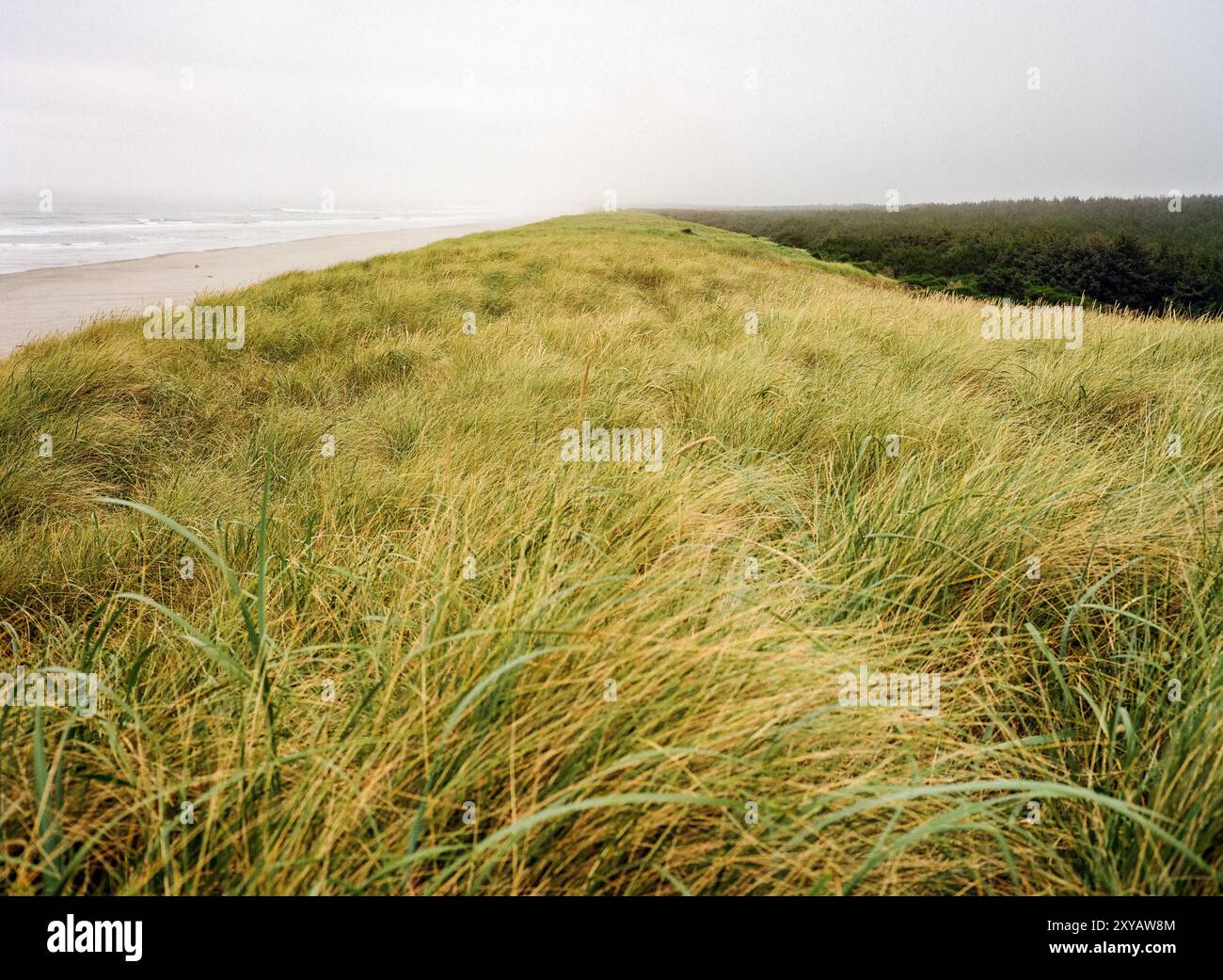 Seagrass copre una cresta di sabbia al Fort Stevens State Park sulla costa dell'Oregon. Foto Stock