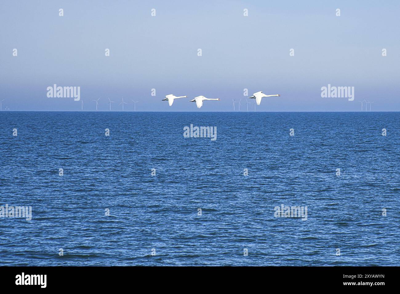 Tre cigni muti in volo sul Mar Baltico. Piumaggio bianco negli uccelli grandi. Foto di animali in natura Foto Stock