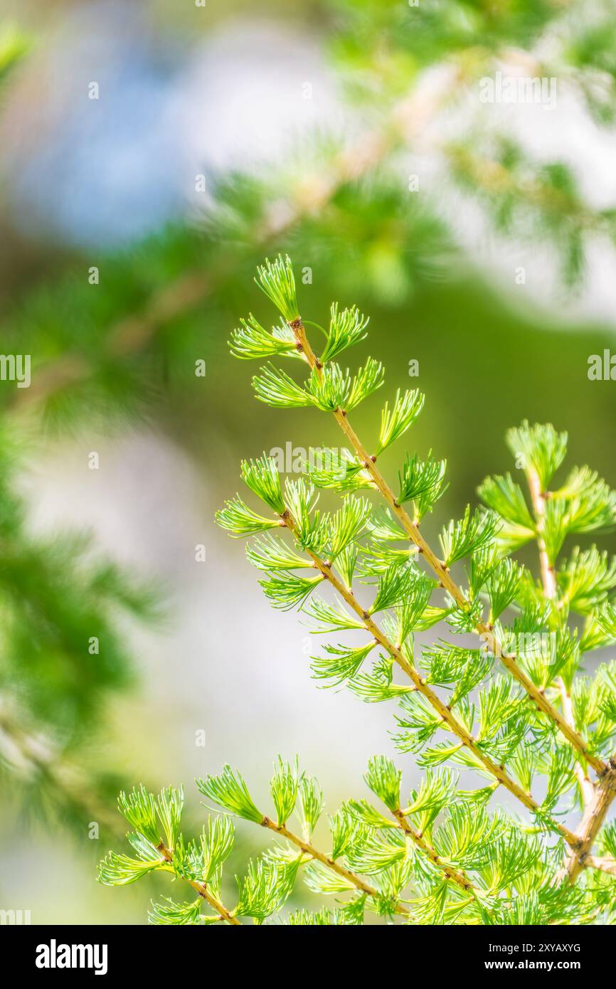 Giovani rami di larice. Closeup di aghi giovani di larice verde. Larix sibirica, il larice siberiano o il larice russo. Foto Stock