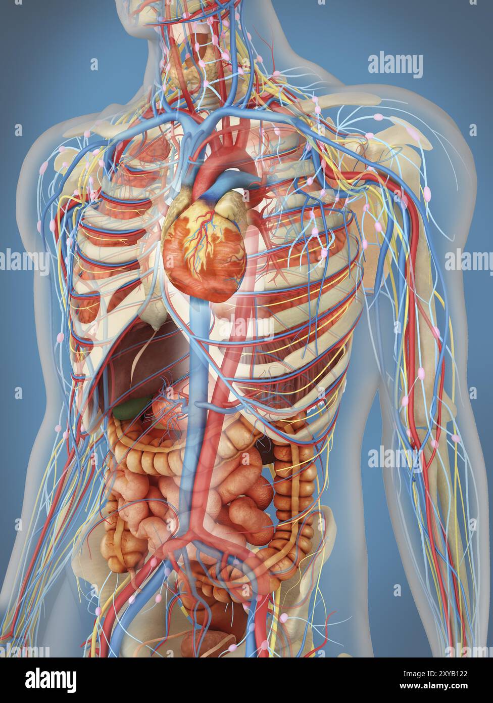 Corpo umano trasparente che mostra il cuore e la posizione principale del sistema circolatorio con organi interni, sistema nervoso, sistema linfatico e sistema circolatorio Foto Stock