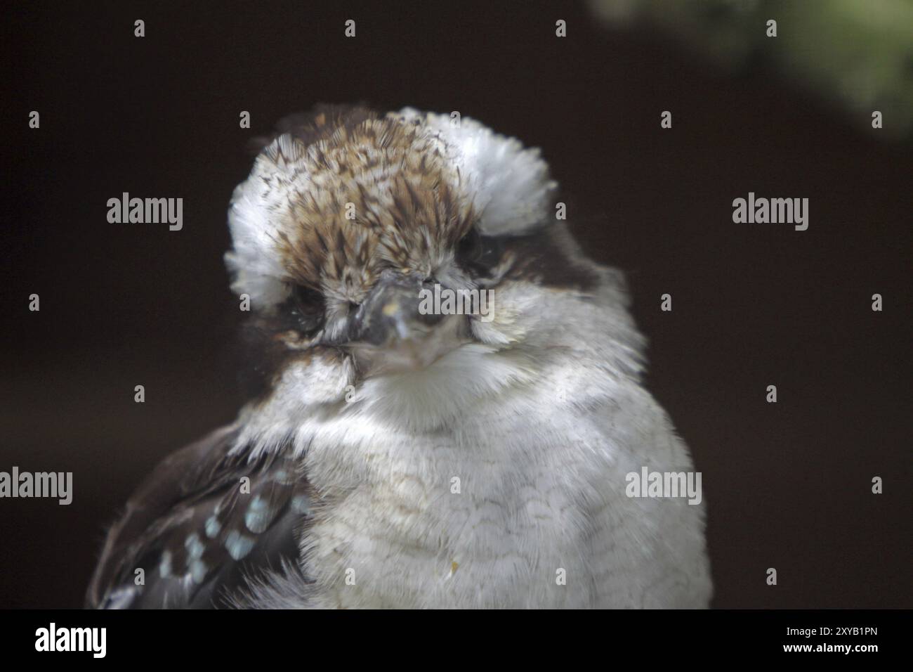 Kookaburra (Hans ridendo) Foto Stock