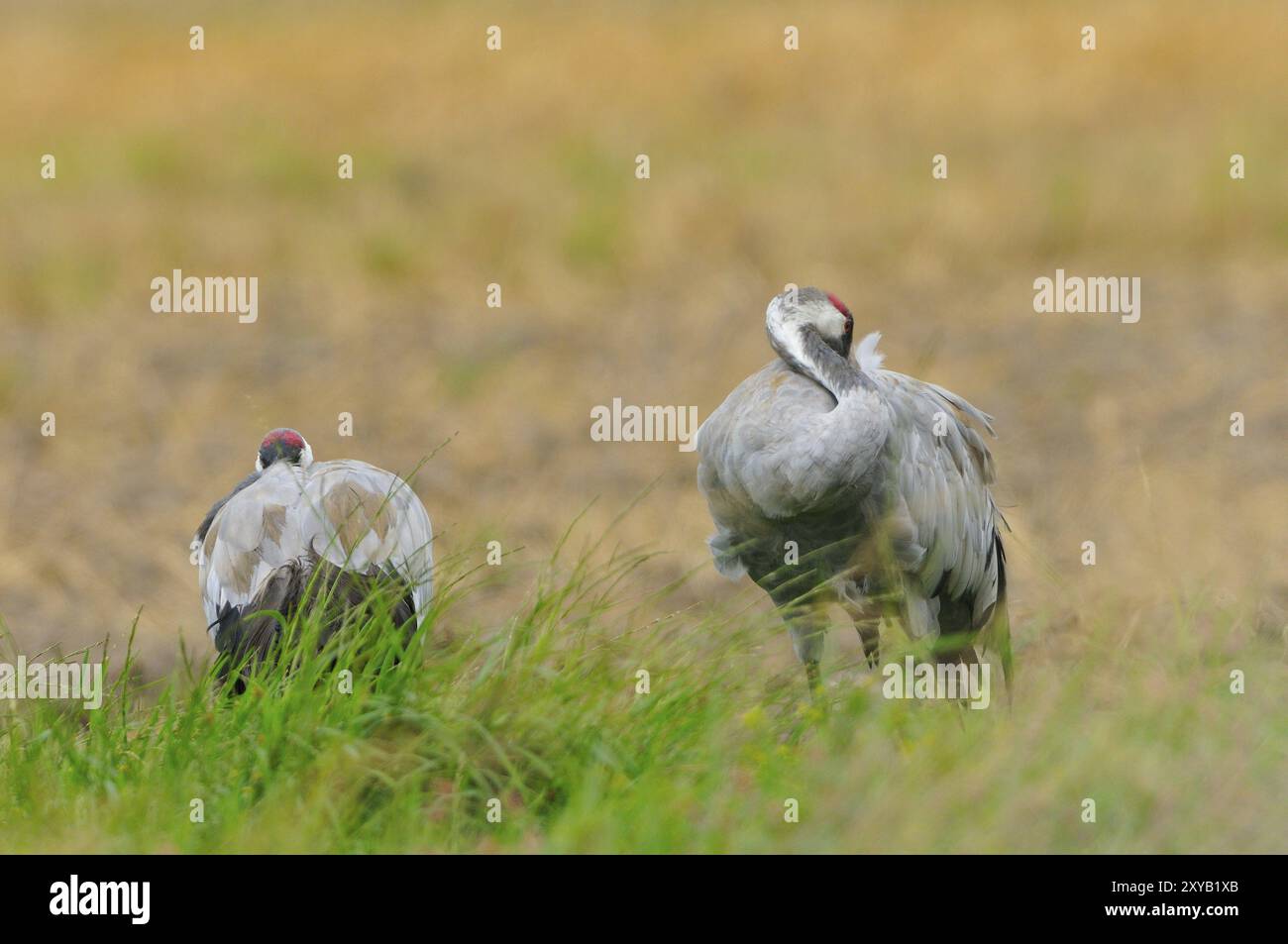 Gru comune, Grus grus, gru grigia, Europa, Europa, animali, uccelli, uccelli, gru, gru Foto Stock