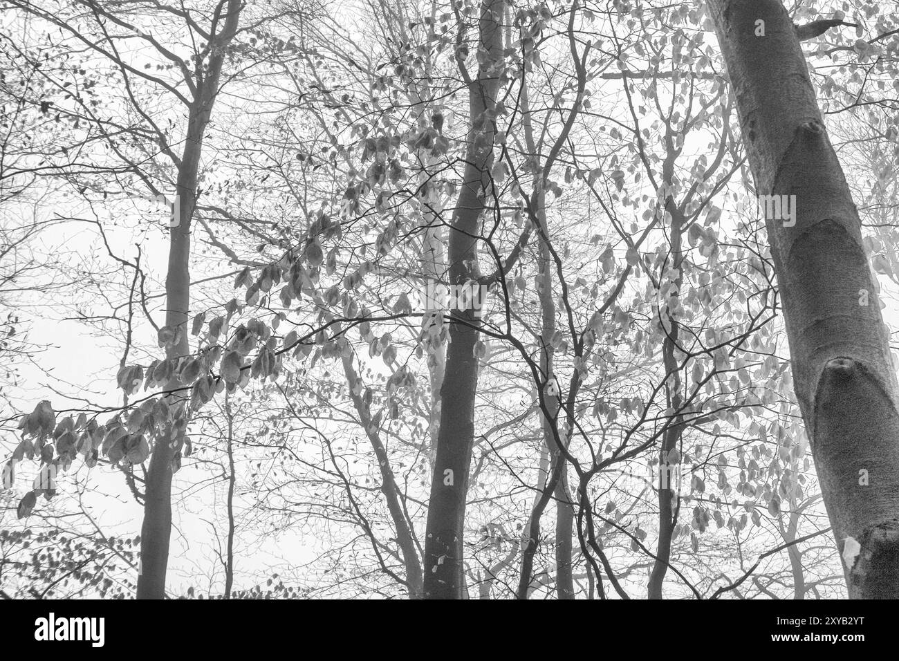 Foresta di faggi nella nebbia, Monti ore, Repubblica Ceca, maggio 2017, Europa Foto Stock