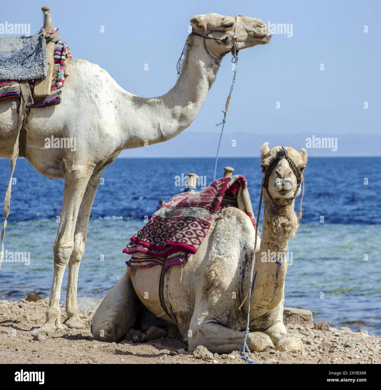 Ritratto di due cammelli da vicino sulla costa del mare in Egitto, Dahab, Sinai meridionale Foto Stock