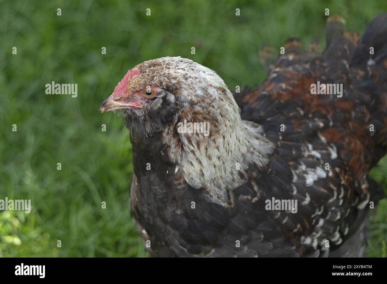 Pollo pedigree, Eime, Leinebergland, bassa Sassonia, Germania, Europa Foto Stock