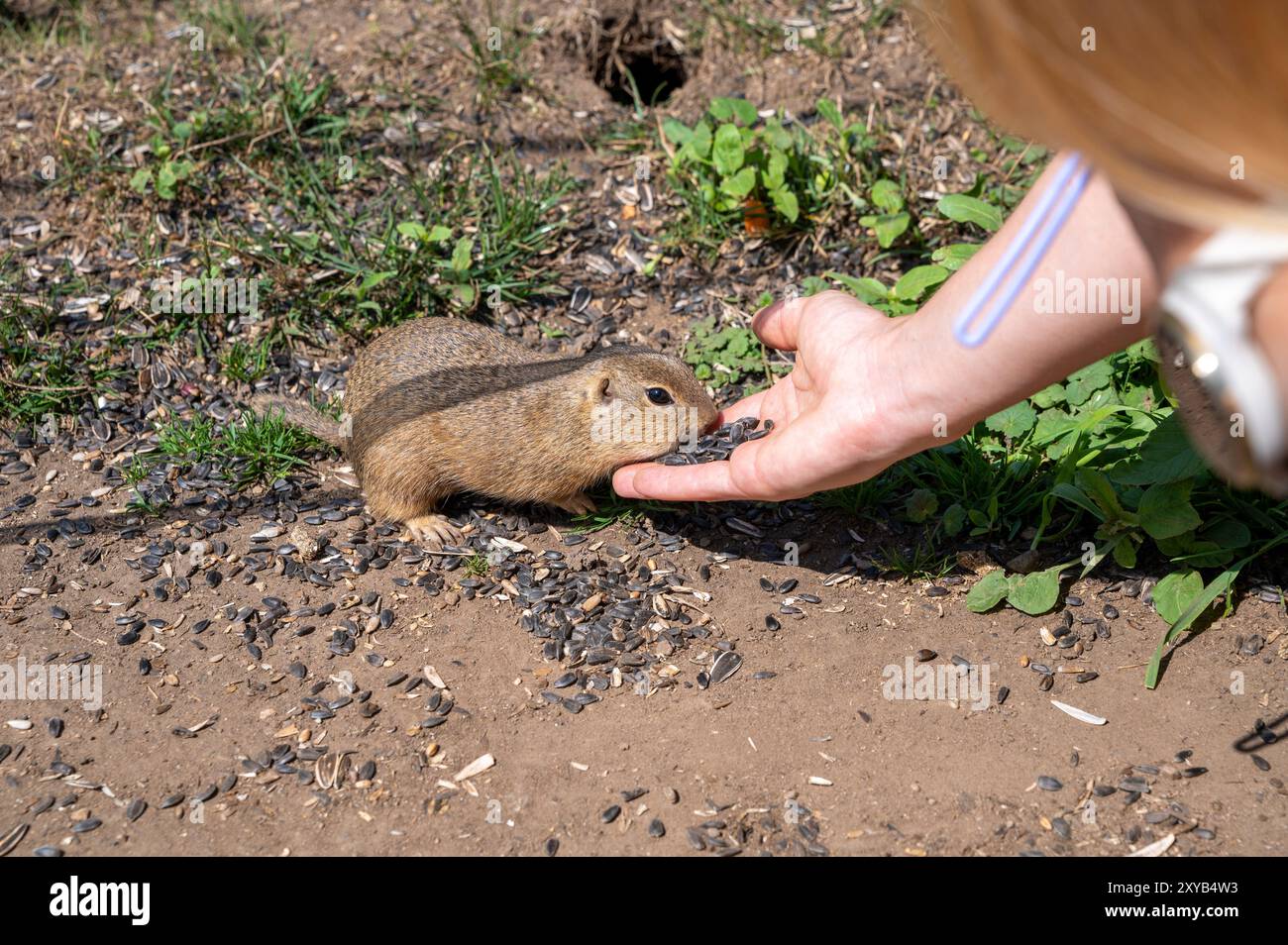 Scoiattolo macinato europeo (Spermophilus citellus) che mangia semi di girasole dalla mano. Parco nazionale Muranska Planina. Slovacchia. Foto Stock