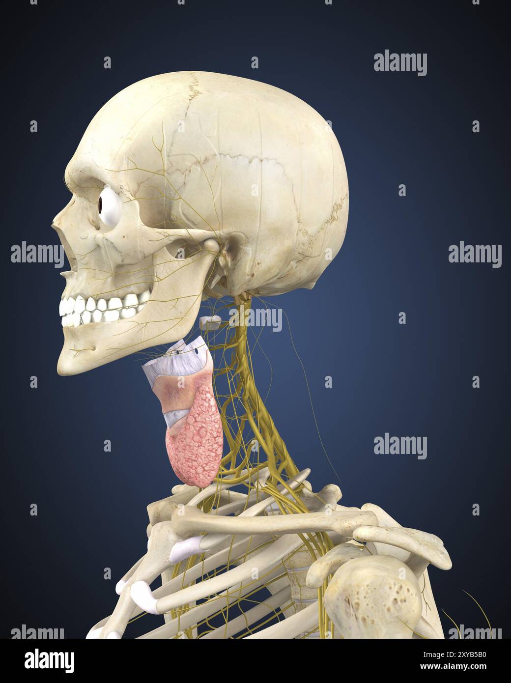 Scheletro umano con sistema nervoso e organo laringeo del collo Foto Stock