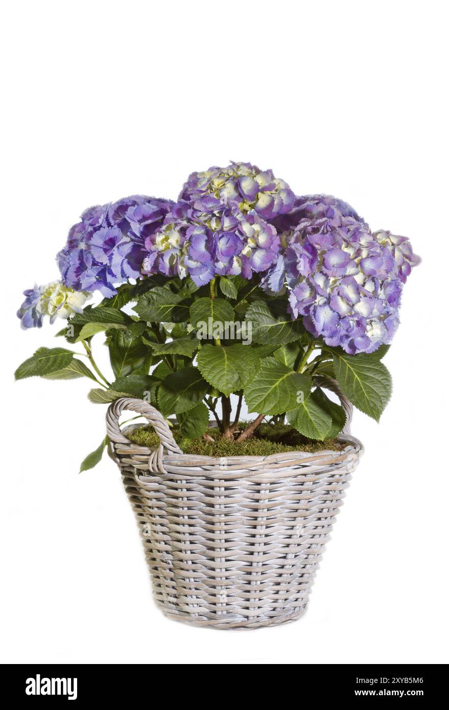 Hortensia (Hydrangea) in un cestino Foto Stock