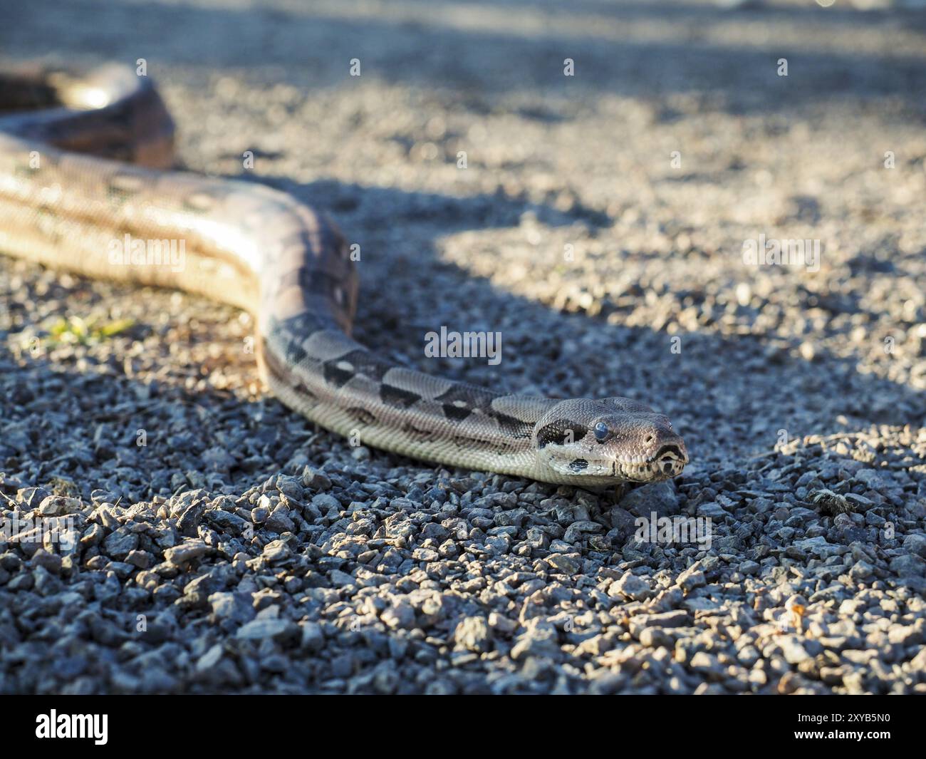 Boa constrictor snake, scorrevole al di sopra della ghiaia in ombra Foto Stock