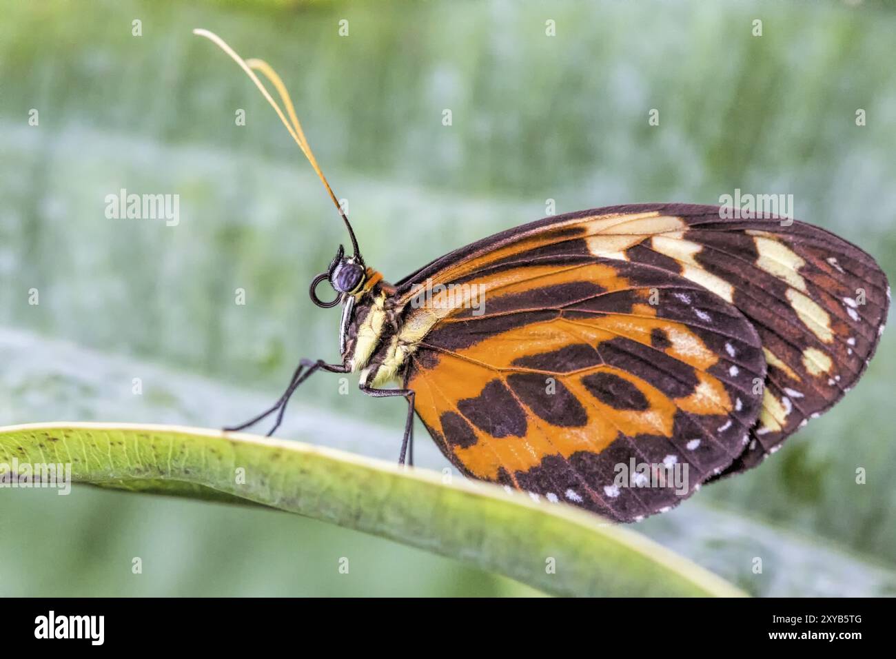 Farfalle tropicali (Eueides isabella) Foto Stock