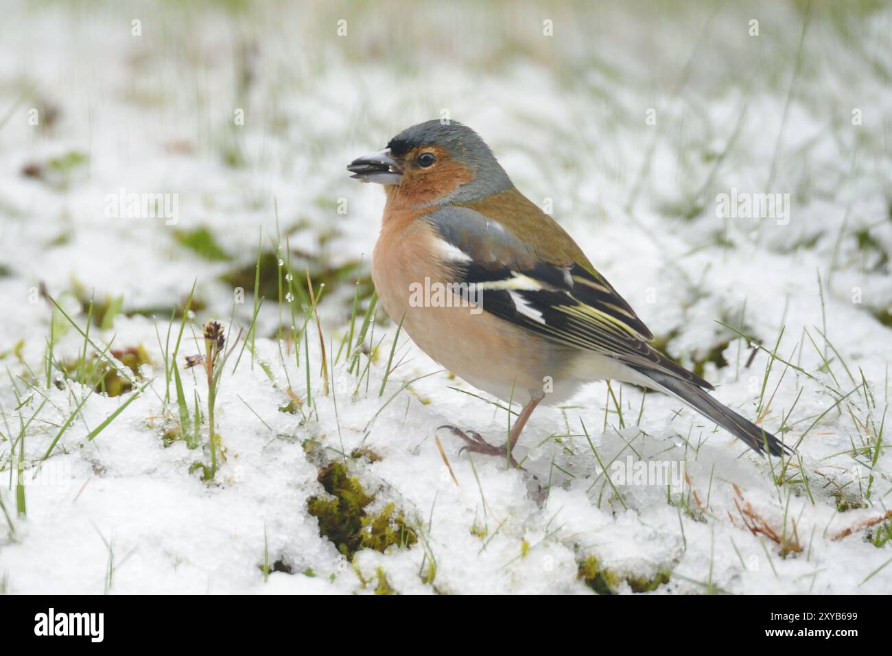 Chaffinch comune (Fringilla coelebs) in inverno/ chaffinch comune, chaffinch comune (Fringilla coelebs) Foto Stock