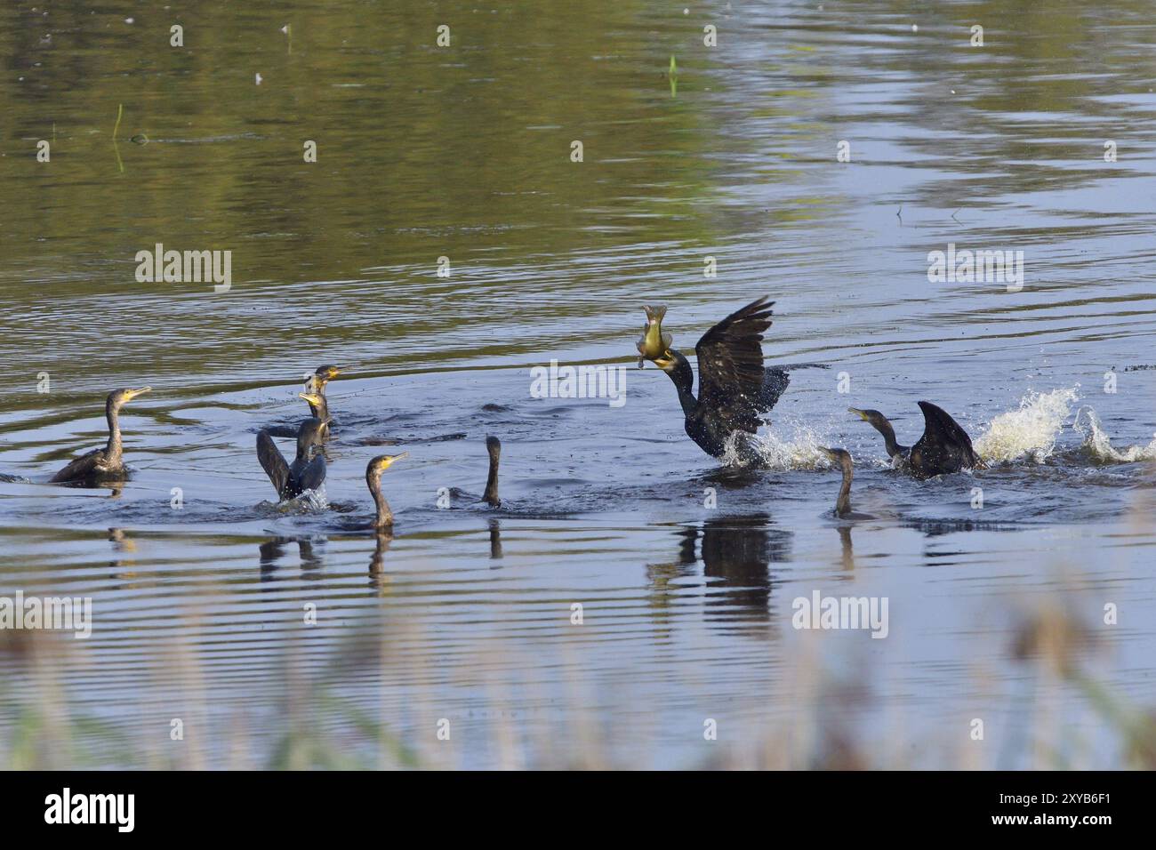 Caccia ai cormorani. Grande cormorano che caccia pesci in un lago Foto Stock