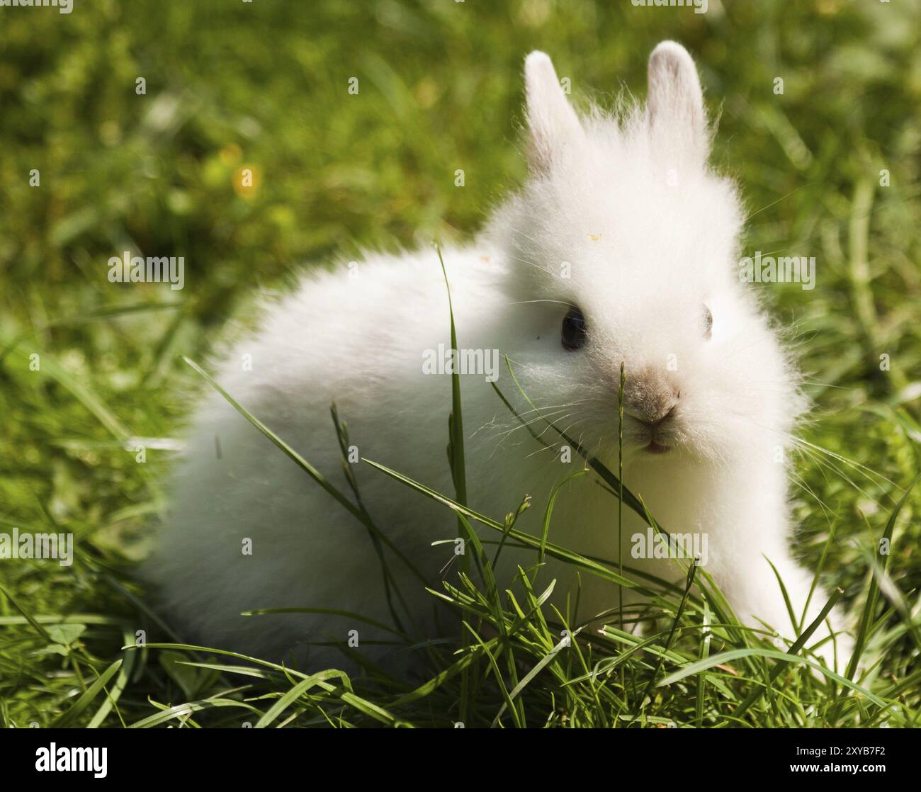 Coniglio domestico bianco Foto Stock