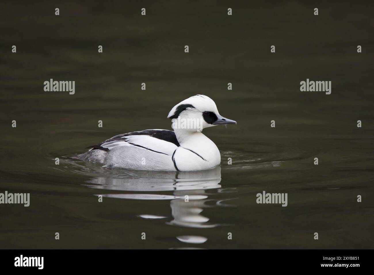 Merganser petto rosso, Mergellus albellus, puzza Foto Stock