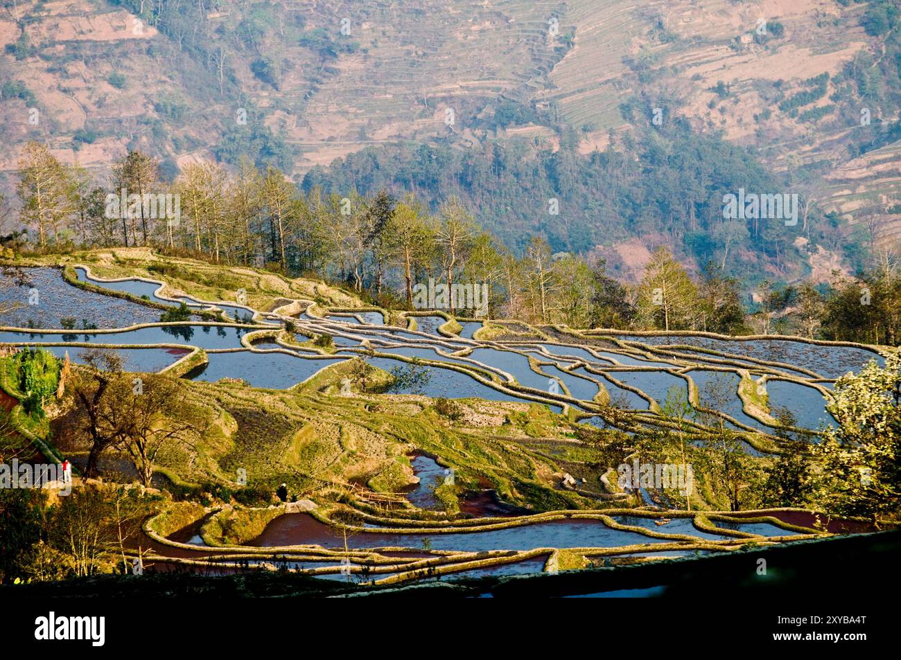 Vista aerea delle risaie allagate di Yuangyang, Yunna, Cina. Foto Stock