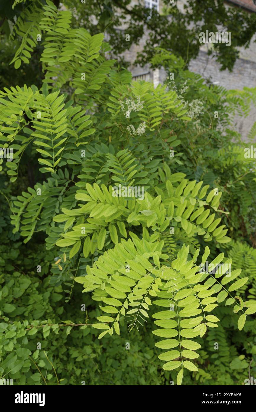 Robinia estesa nelle aree urbane, locusta nera (Robinia pseudoacacia), falsa acacia, Schwaebisch Hall, Hohenlohe, Heilbronn-Franken, Baden-Wuerttember Foto Stock