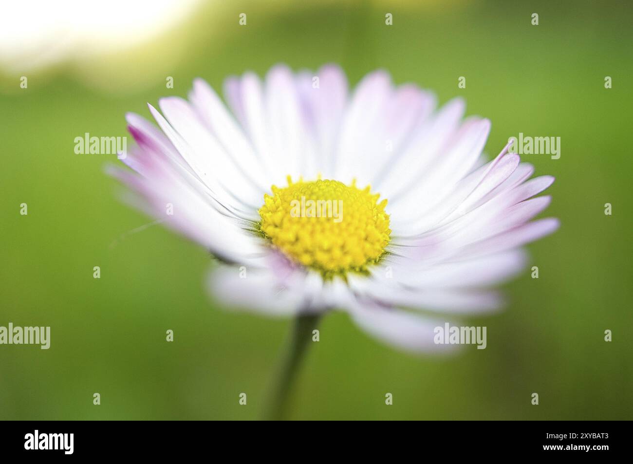 Margherita con un sacco di bokeh su un prato. Luminoso fuori fuoco sul fiore. Colori delicati in natura Foto Stock