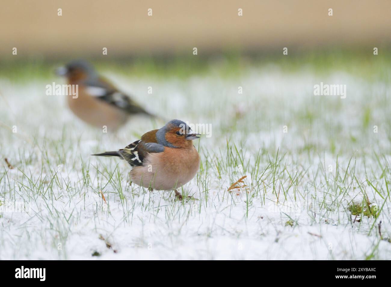 Chaffinch comune (Fringilla coelebs) in inverno/ chaffinch comune, chaffinch comune (Fringilla coelebs) Foto Stock