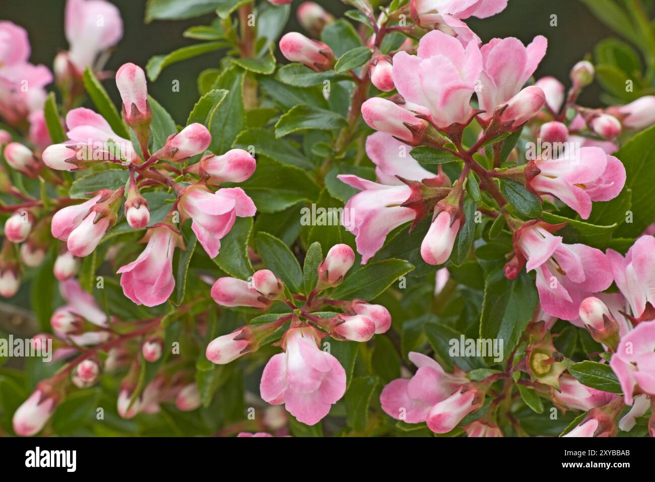 Escallonia "Apple Blossom" Foto Stock