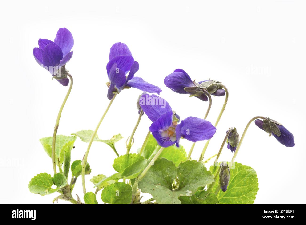 Viola profumata su sfondo chiaro Foto Stock