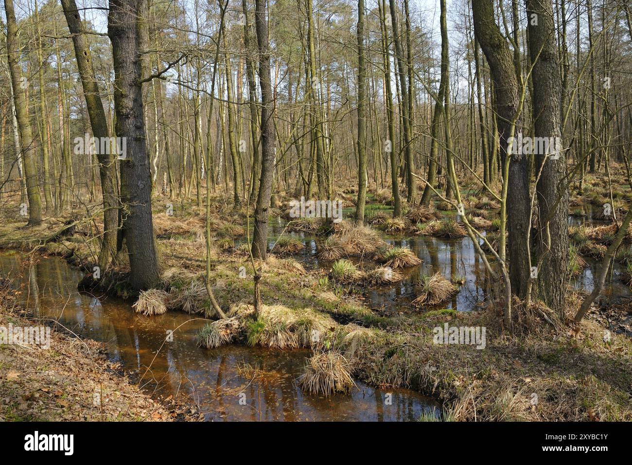 Riserva naturale Casslauer Wiesenteiche. Sachsen, foresta alluvionale, pianura alluvionale in Sassonia Foto Stock