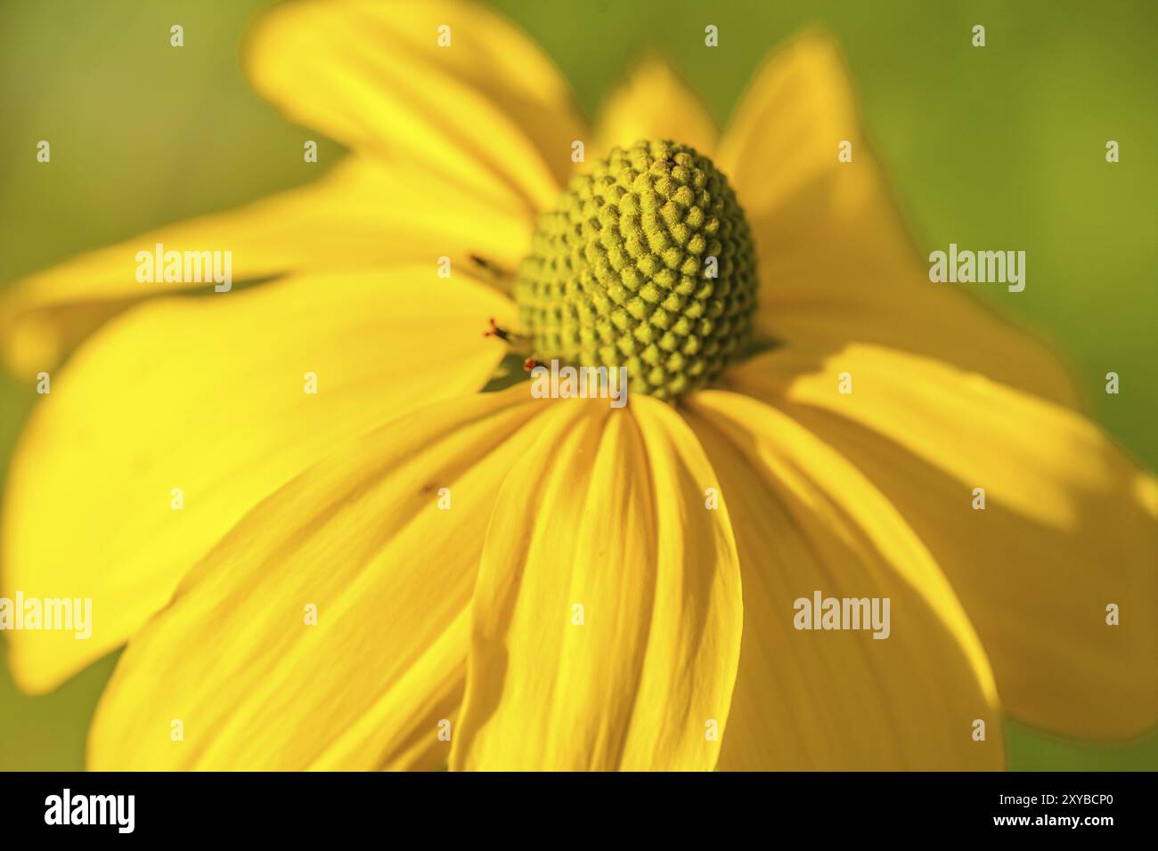 Fiore giallo brillante alla luce del sole Foto Stock