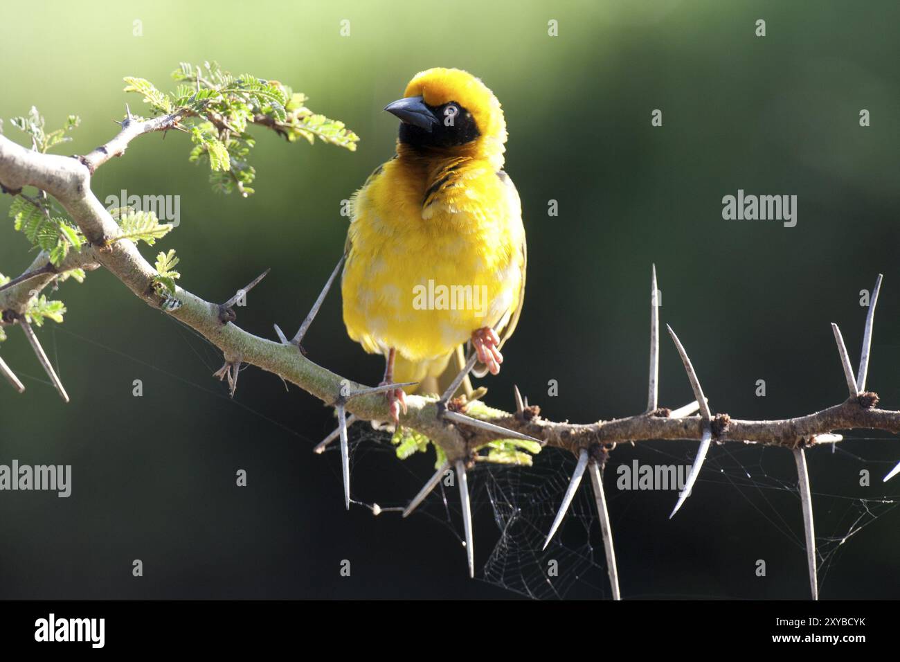 tessitore somalo su un ramo di acacia, Speke's Weaver Foto Stock