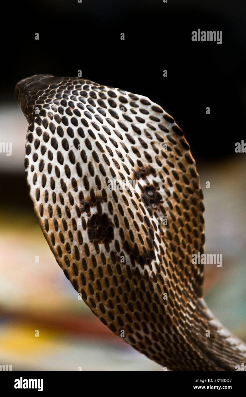 Un primo piano su di un Cobra snake in testa. Foto Stock