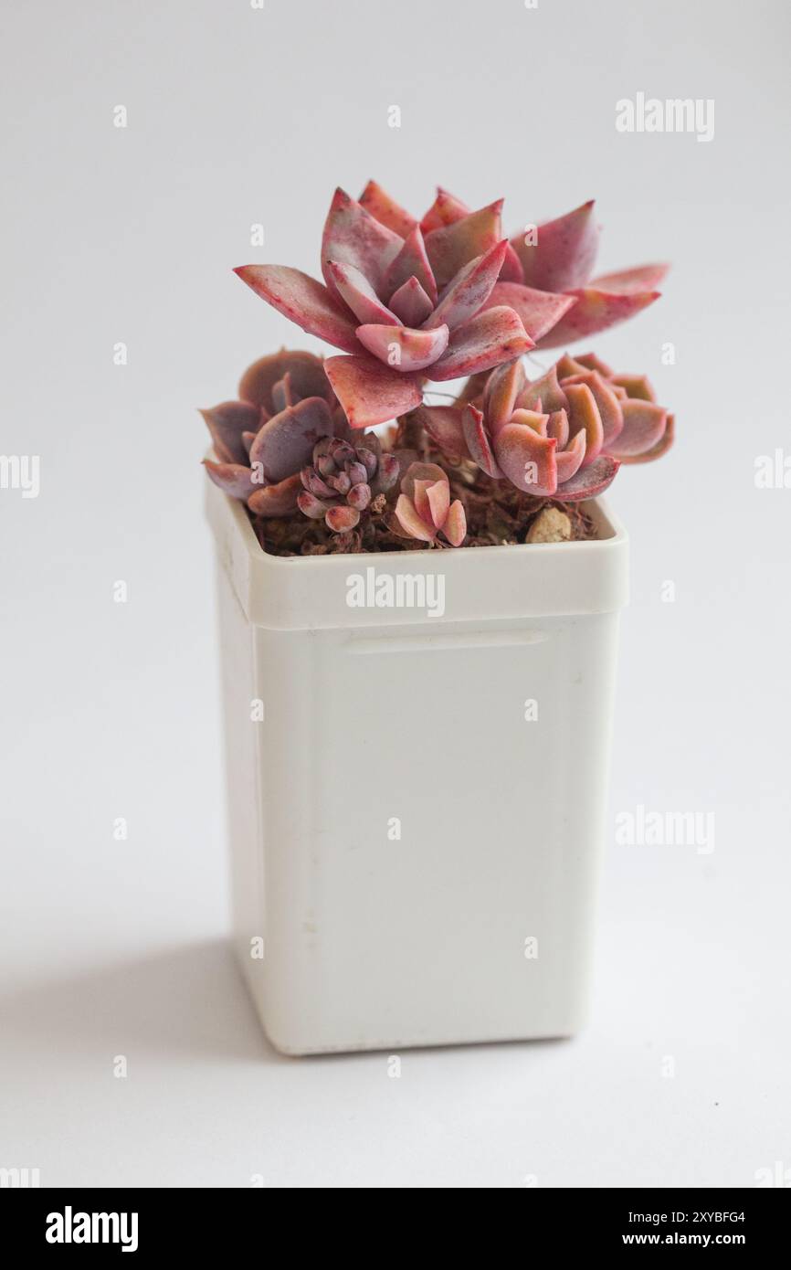 Echeveria Kisses e Graptoveria Douglas Huth sp Foto Stock