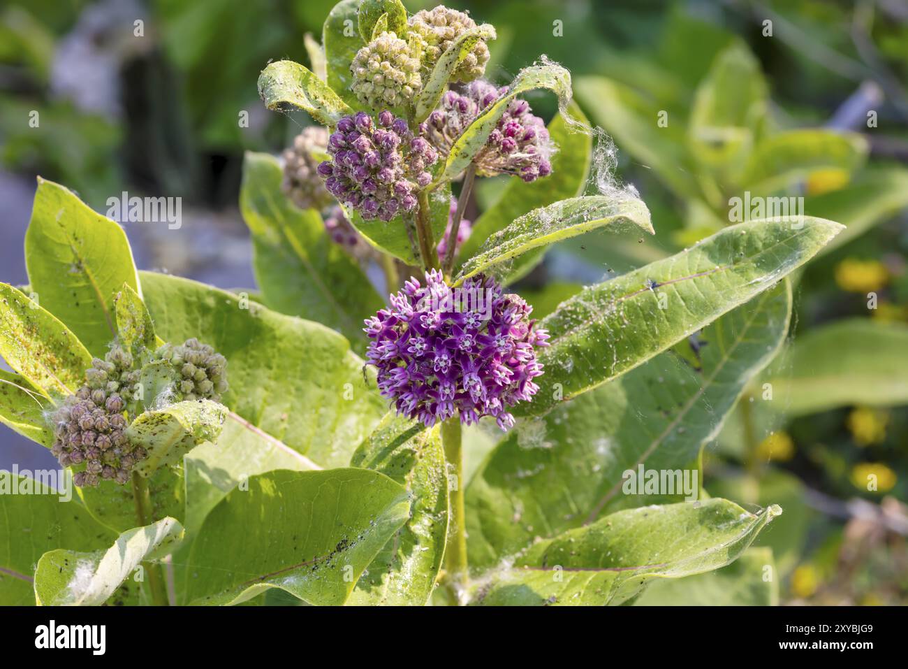 Milkweed comune (Asclepias syriaca) pianta intera con fiori. Nel nord-est e nel Midwest, è tra le piante alimentari più importanti per il gatto monarca Foto Stock