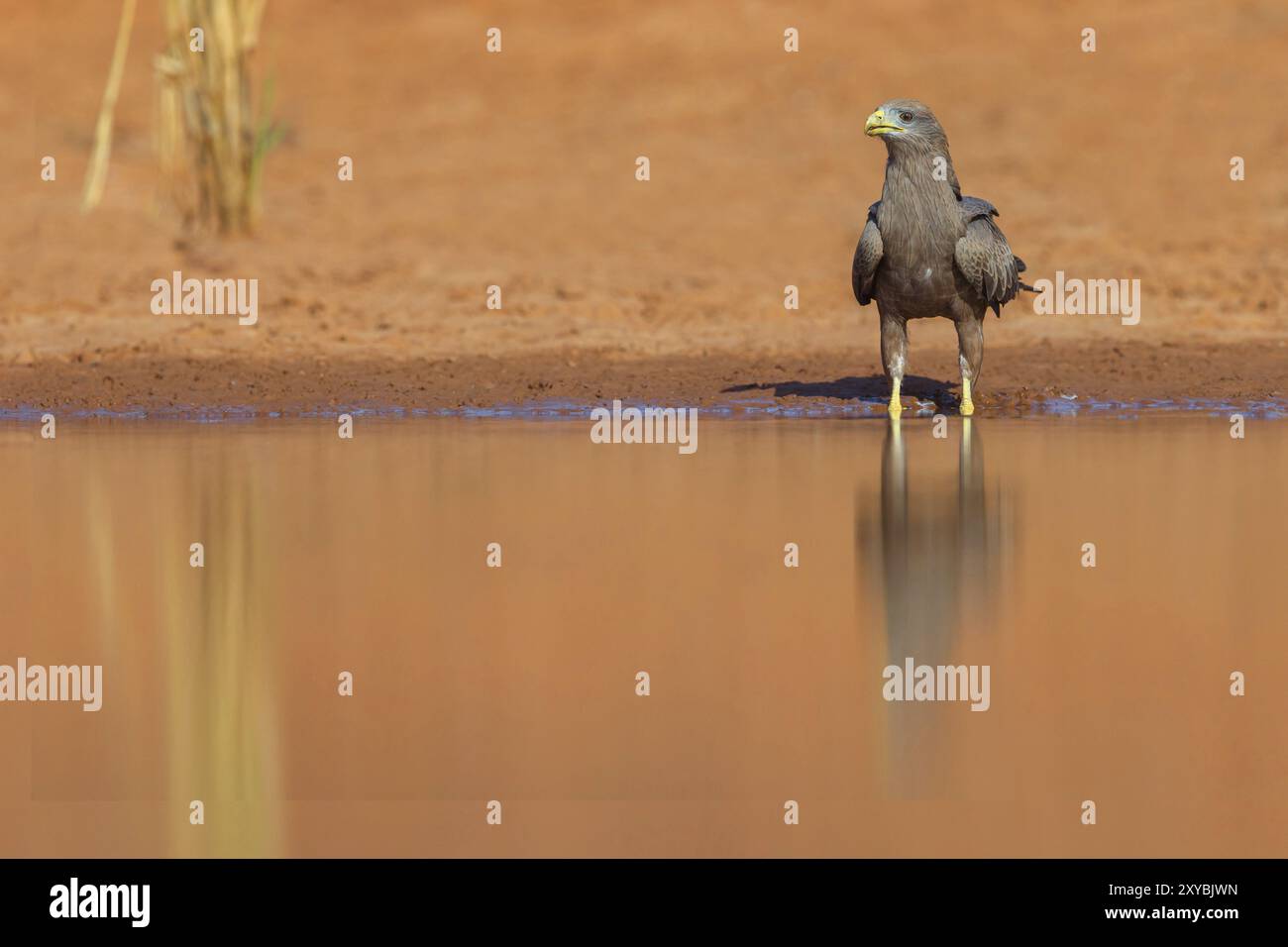 Black Kite, (Milvus aegyptius), Morgan Kunda Lodge/strada per Kat, Jajari, North Bank, Gambia, Africa Foto Stock