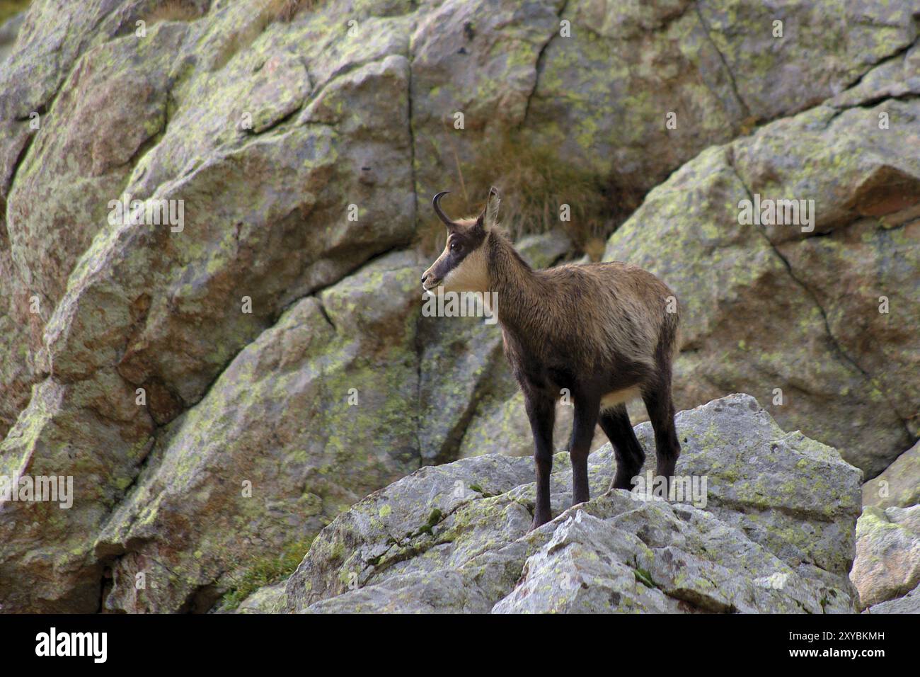 Camosci (femmina) nel Parco Nazionale del Mercantour, Alpi marittime, Francia camosci femminile nel Parlamento del Mercantour, Alpes-Maritimes, Francia, Europa Foto Stock