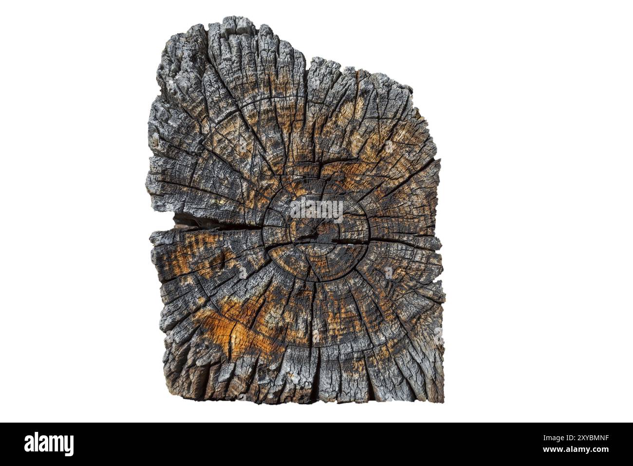 Venatura di legno, sezione trasversale di una vecchia trave Foto Stock