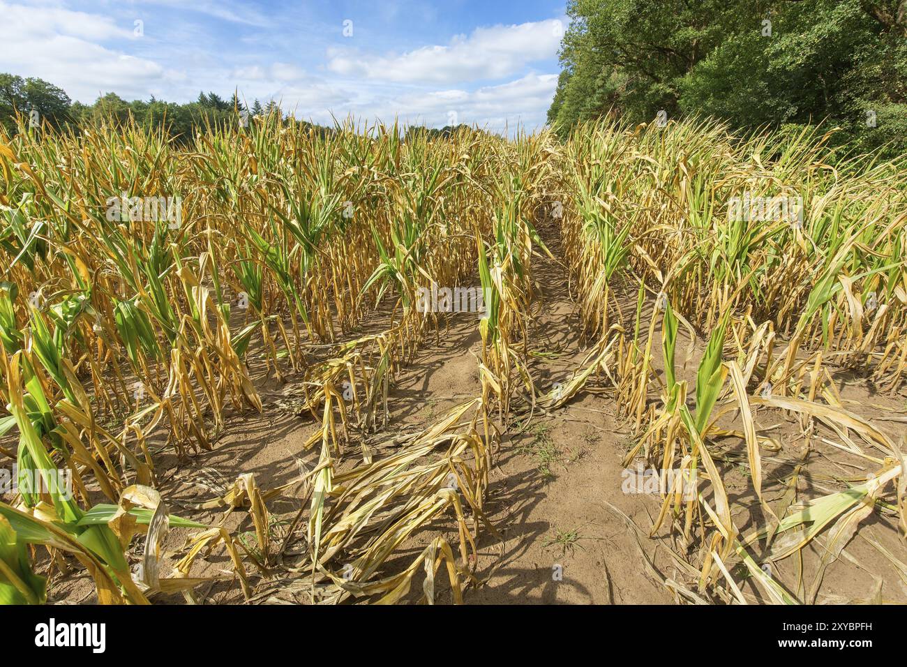 Danni in agricoltura con secchi di piante di mais in estate Foto Stock