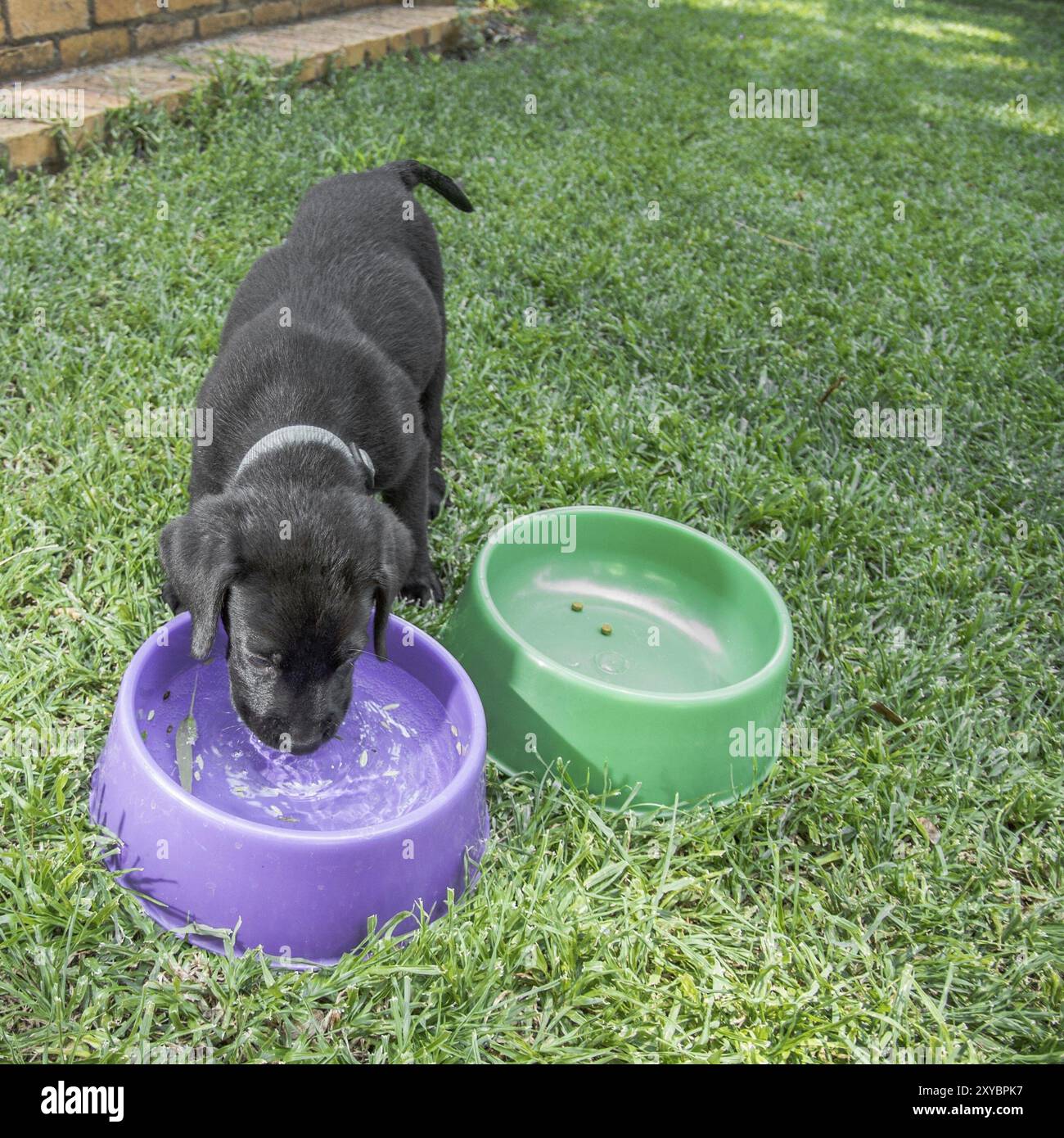 Cucciolo di Labrador che beve acqua fuori sul prato Foto Stock