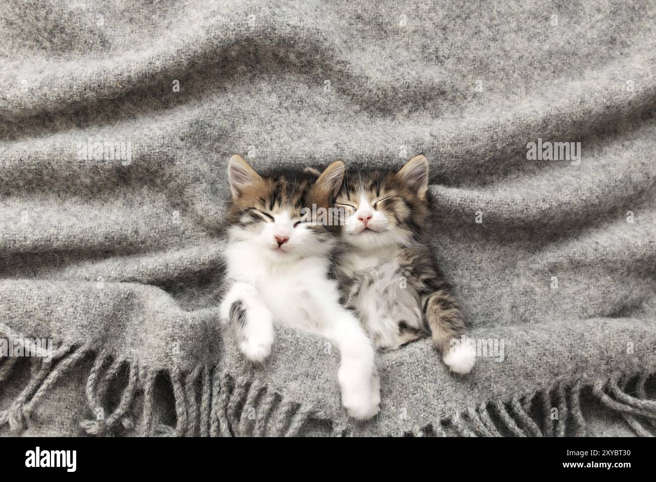 Due piccoli adorabili cuccioli tricolore dormono con gli occhi chiusi e distesi coperti da una soffice coperta grigia. Foto di gatti dormenti rilassati che si trovano upsi Foto Stock