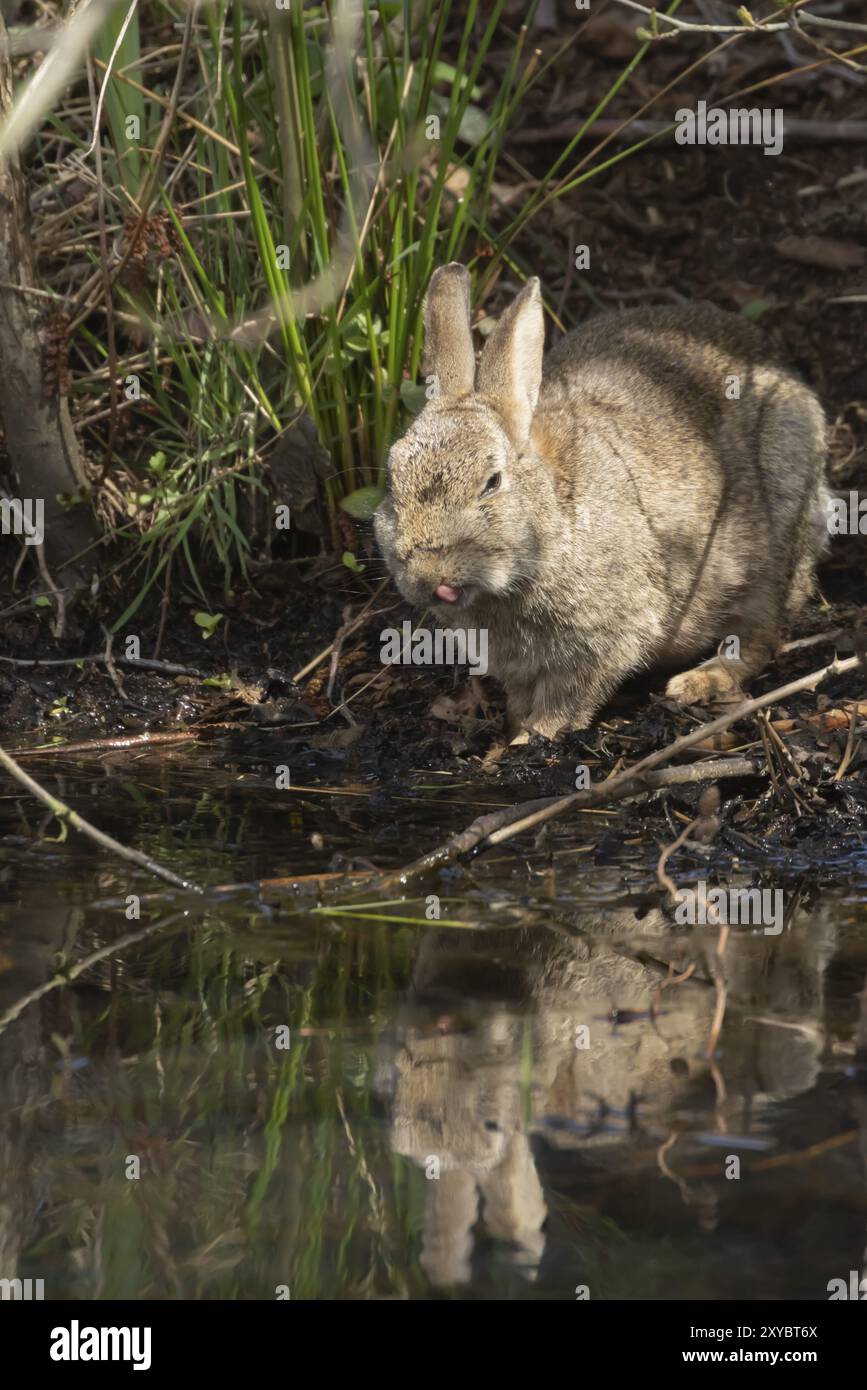 Coniglio (Oryctolagus cuniculus) animale adulto in piedi accanto a uno stagno con il suo riflesso nell'acqua, Suffolk, Inghilterra, Regno Unito, Europa Foto Stock