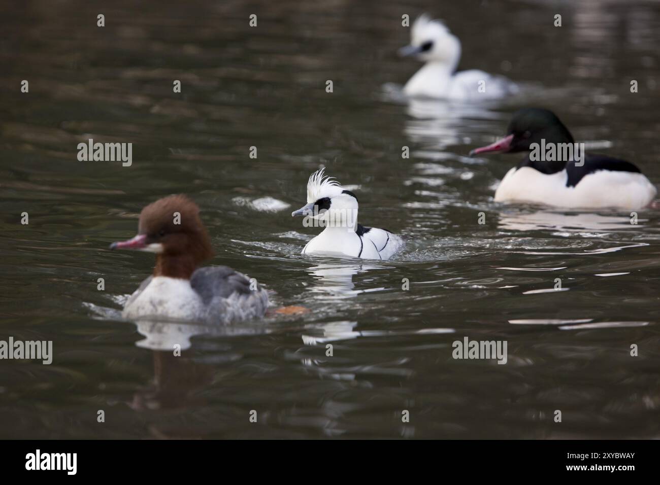 Merganser petto rosso, Mergellus albellus, puzza Foto Stock