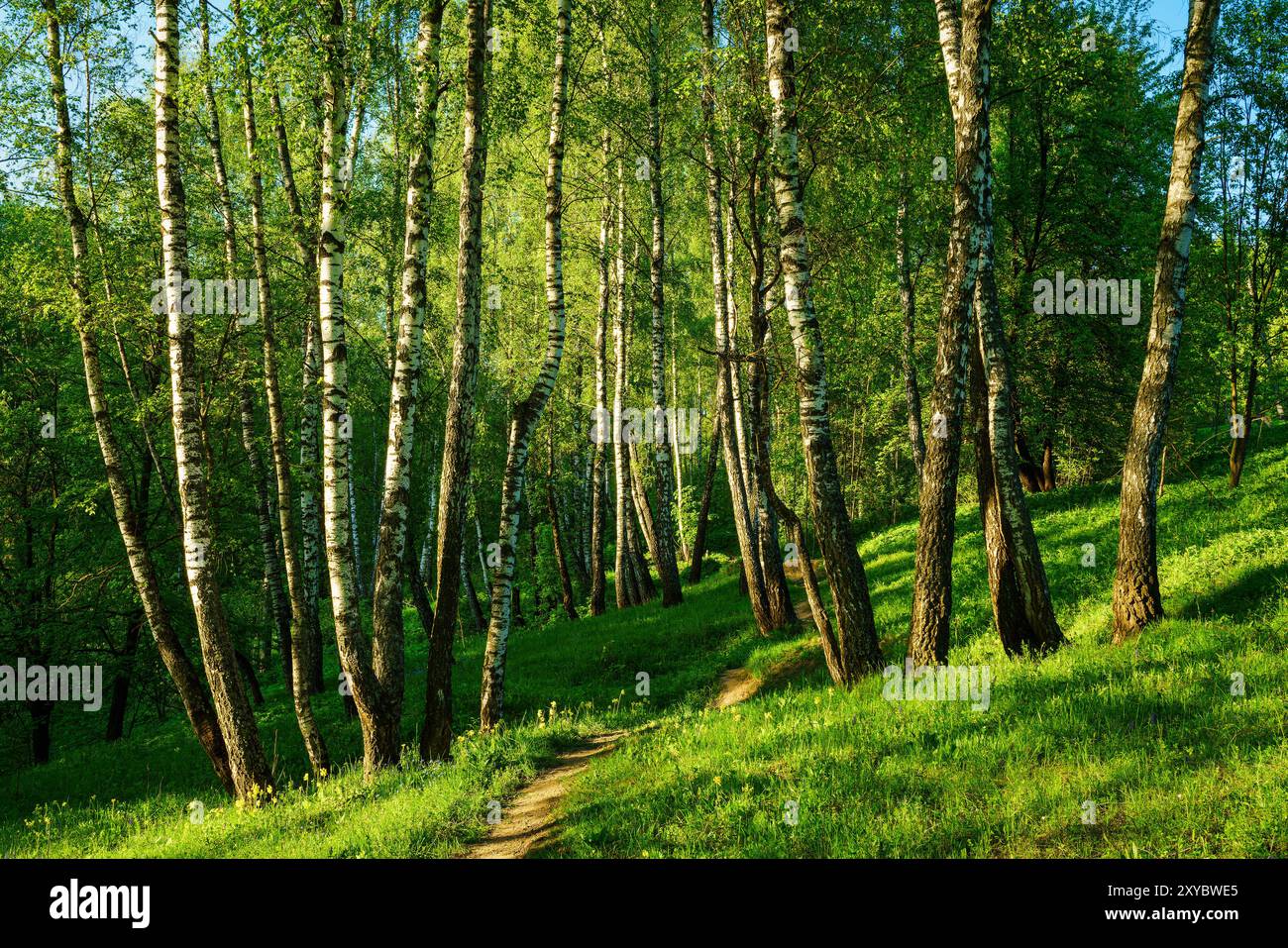 Boschetto di birch con giovani foglie verdi al tramonto o all'alba in primavera o in inizio estate. Foto Stock