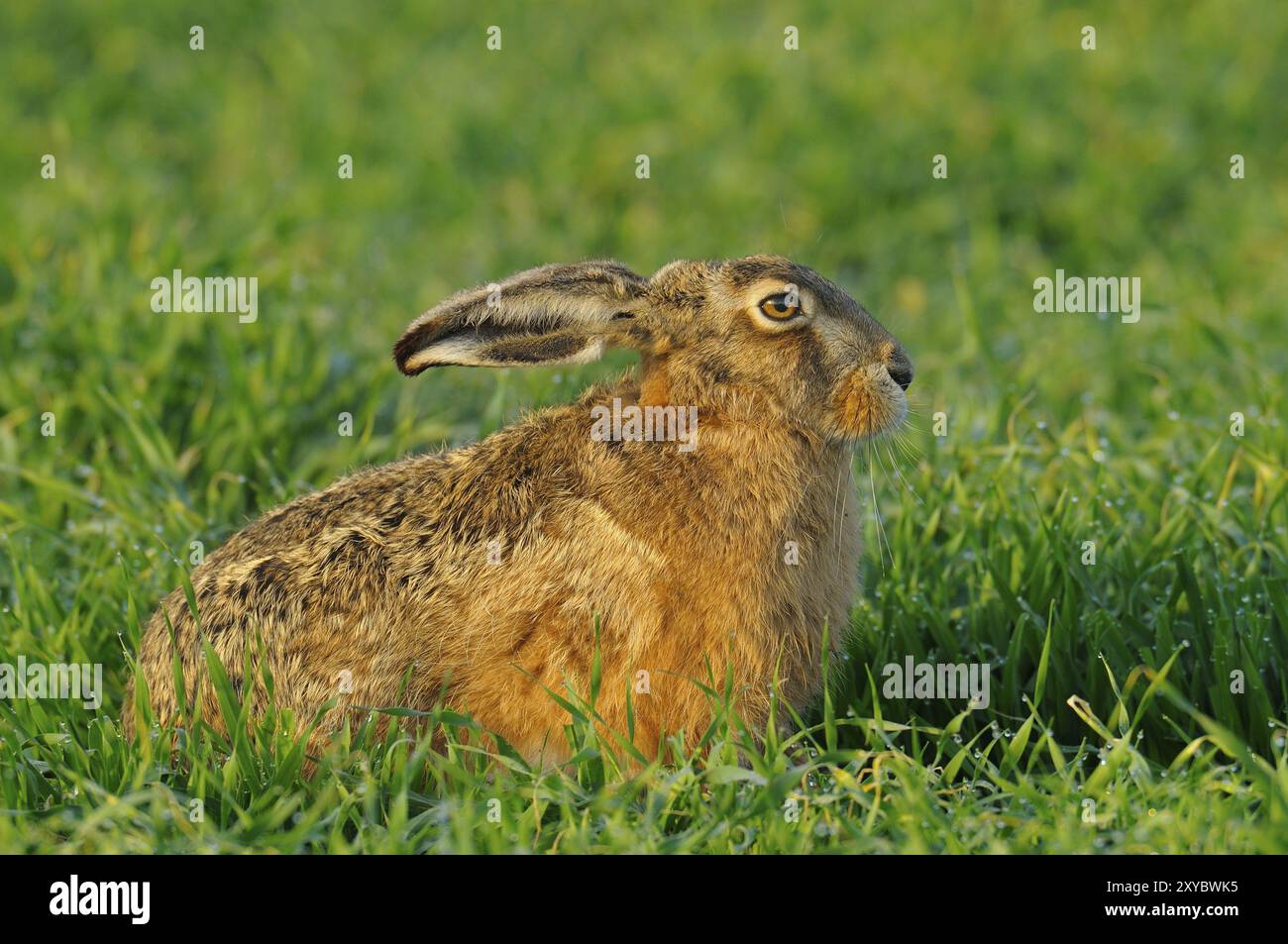 Lepre europea, Lepus europaeus, Germania, Europa Foto Stock