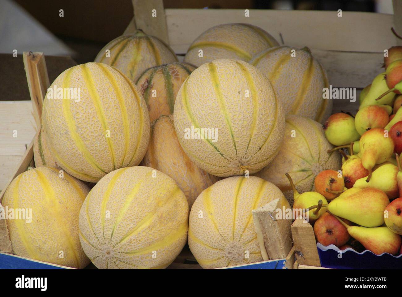 Melone da zucchero, Muskmelon 02 Foto Stock