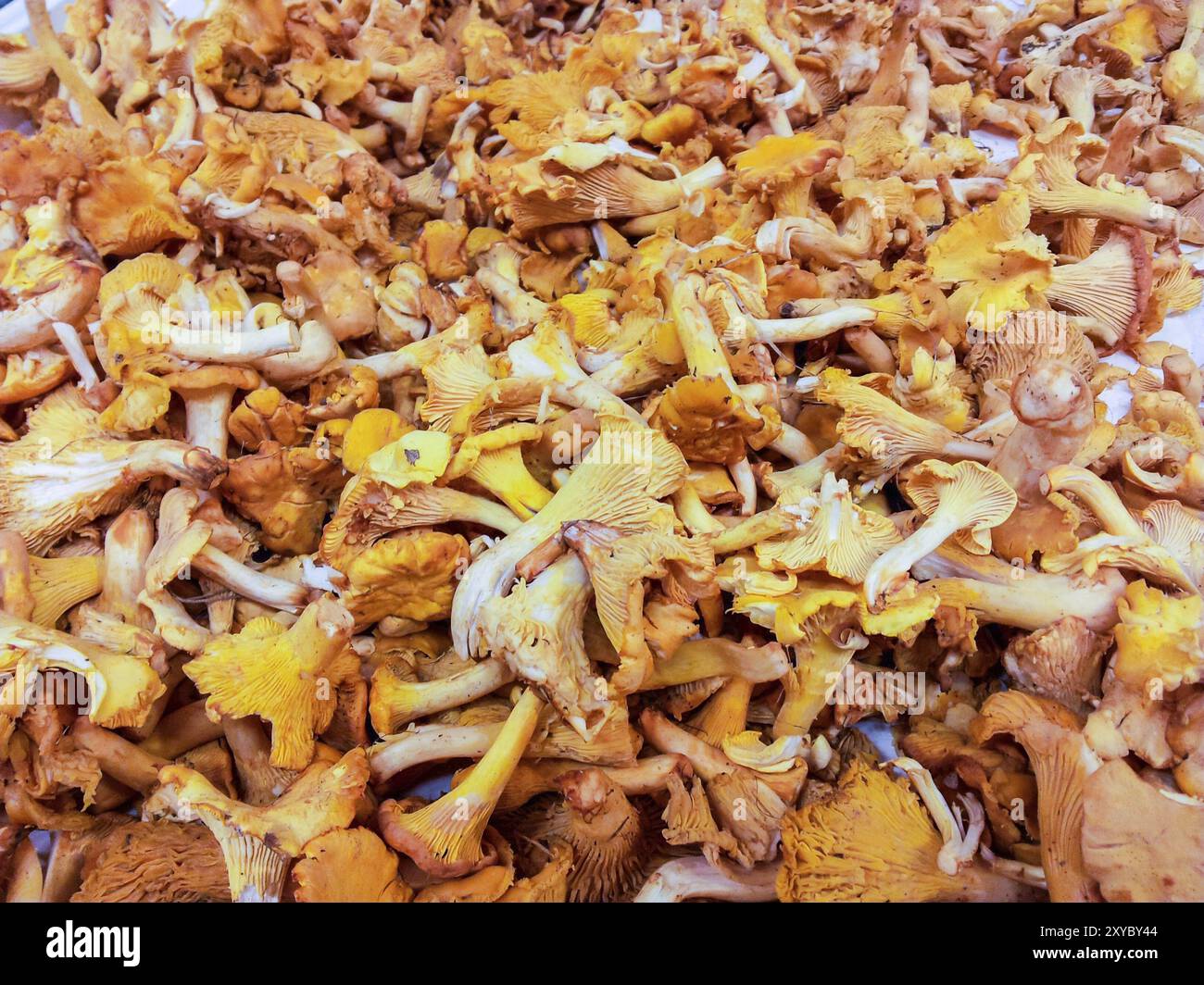 Primo piano del fungo cantrell in peso libero al mercato Foto Stock