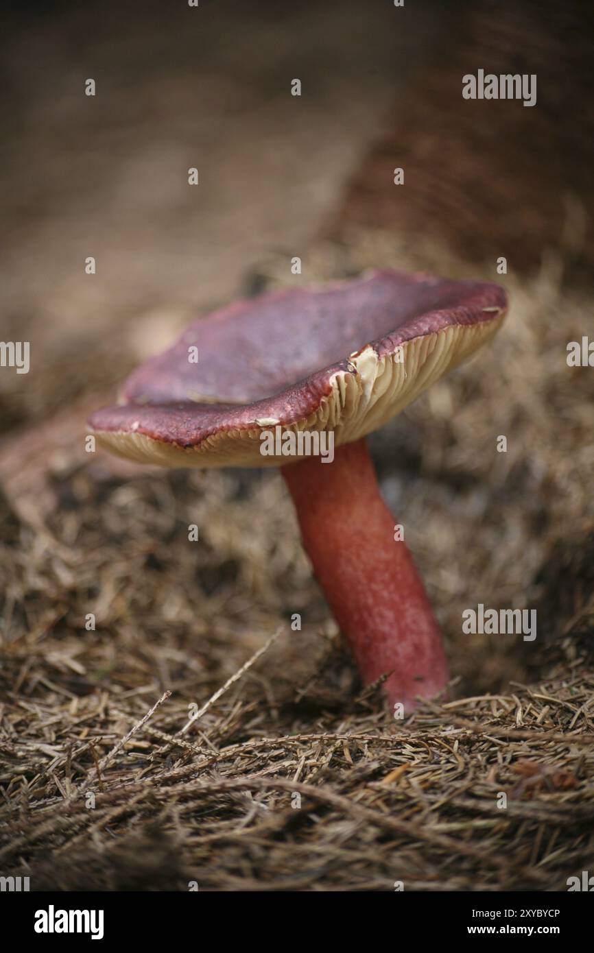 Russula queletii Foto Stock