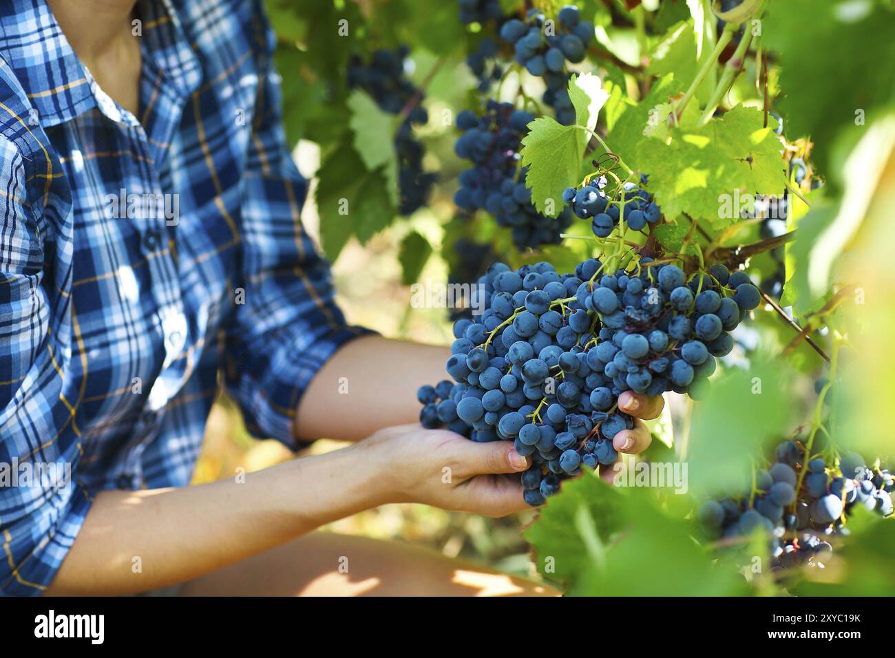 Raccolto di uve. Giovane agricoltore donna di fresco con uve raccolte. Close up Foto Stock