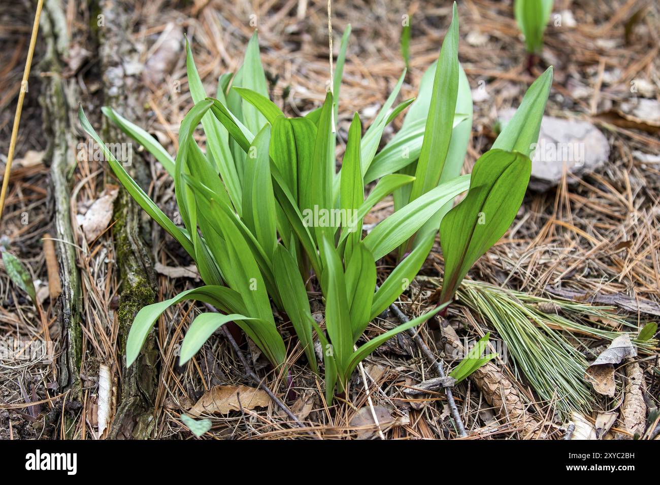 Rampe selvatiche, aglio selvatico (Allium tricoccum), comunemente noto come rampa, rampe, cipolla primaverile, porro selvatico, porro di legno. Specie nordamericane di cipolla selvatica. io Foto Stock