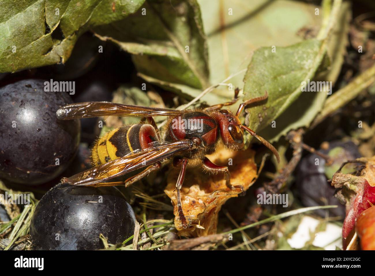 Unione hornet, Vespa crabro Foto Stock