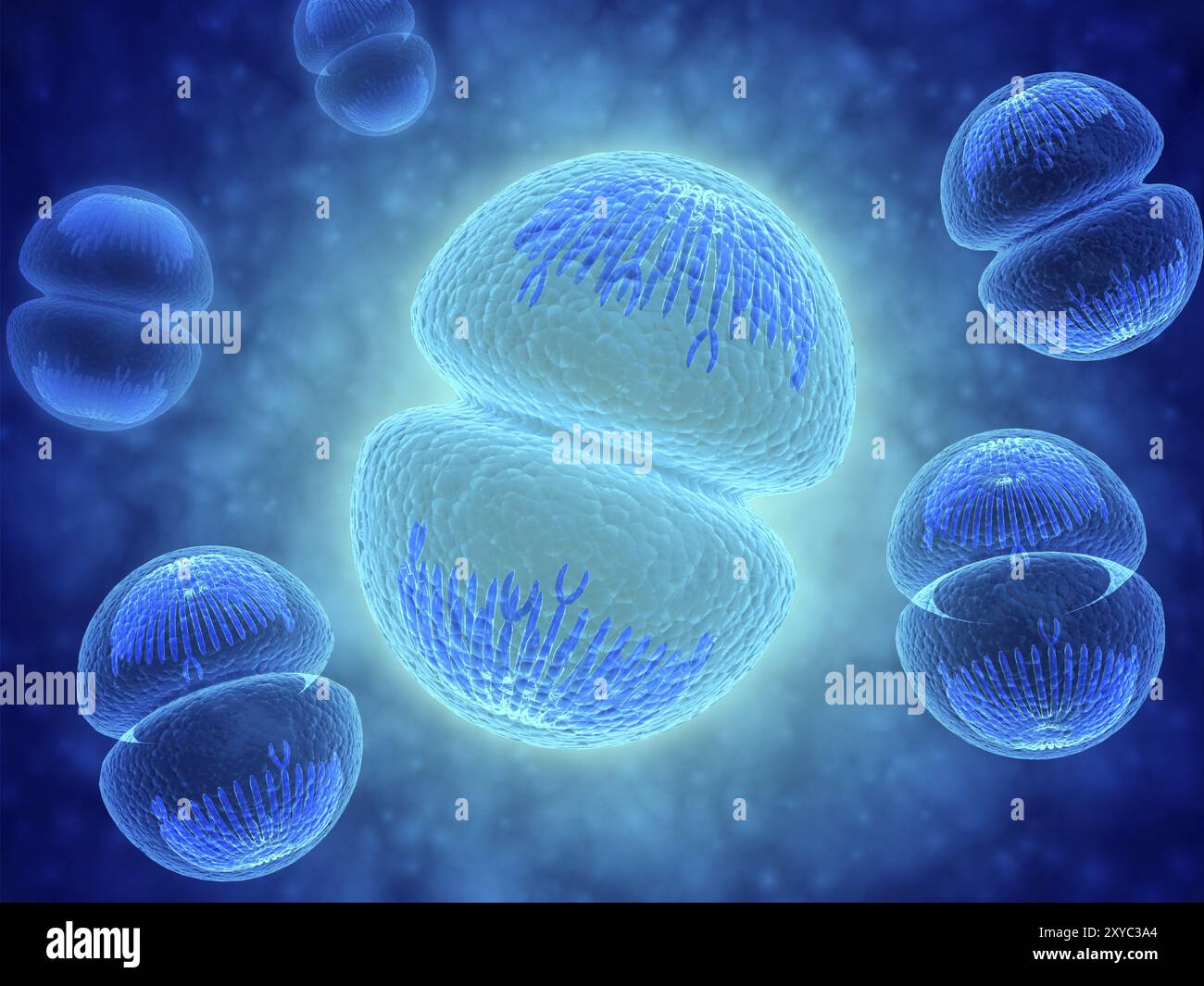 Immagine concettuale della mitosi. La mitosi è il processo nel ciclo cellulare mediante il quale una cellula si duplica in due insiemi geneticamente identici di cromosomi Foto Stock