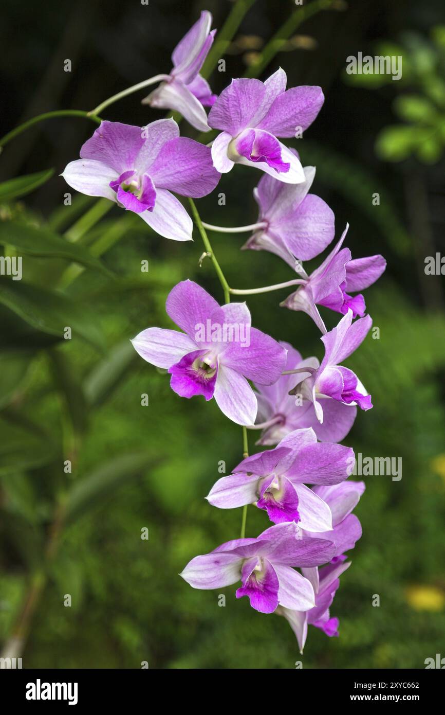 Dendrobium Ali Bongo Ondimba 'Sylvia' (Dendrobium Masako Kotaishi Hidenka x Dendrobium williamsianum) Foto Stock