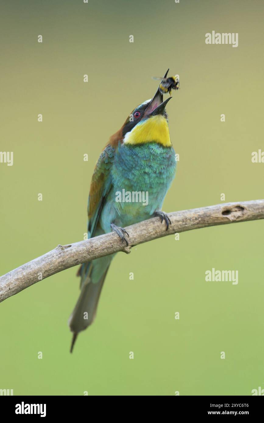 Gruccione (chiamato anche Merops apiaster) su un ramo che mangia insetti Foto Stock